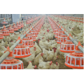 2018 New Products chicken feeding system automatic poultry auger feeder